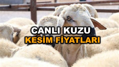 Istanbul kuzu kesim fiyatları